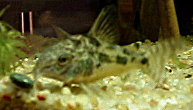 Poisson-cuirass