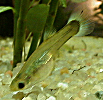 Guppy femelle